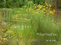 Helianthus salicifolius 2006