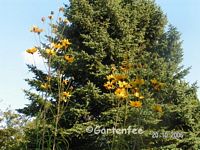 Helianthus salicifolius 2006 - die Blten 