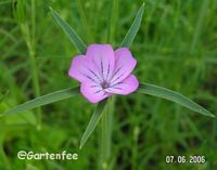 Kornrade als Einzeblte