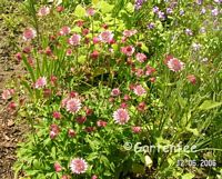 Astrantia - Sterndolde 2006