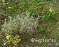 currykraut - noch relativ klein