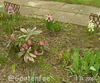 rtliche Helleborus - Christrose