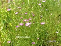 Kornrade zusammenstehend