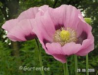 Mohn 2006