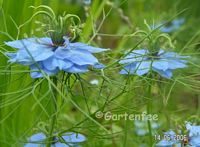 Nigella - Jungfer im Grnen - Schwarzkmmel 2006