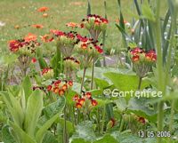 meine rote Primel, die sich gern versamt