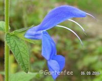 salvia patens 2006 - nicht winterhart
