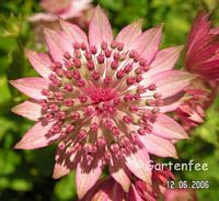 Blte der Sterndolde 2006