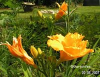 Taglilie Condilla 2007