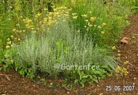 Blte des Currystrauch im Juni 2007