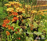 Ligularia dentata 2007