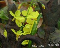Epimedium gelb - die Blte