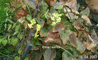 Epimedium gelb