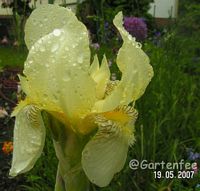 Iris cocotion 2007 (Kauf 2007)