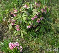 Helleborus - Christrose 2007  rosa