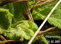 Die Drei von der Tankstelle ?