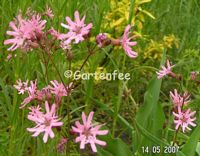 Lychnis flos-cuculi Blten