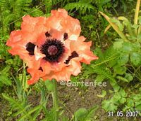 hellroter Mohn, Name unbekannt 2007