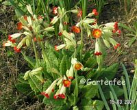 meine kleine Freundin, die unermdliche Primel