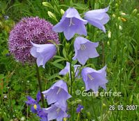 Riesenlauch mit Glockenblumen  2007