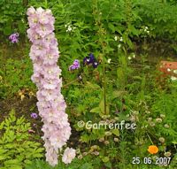 rosa Rittersporn 2007 - ein einziger Stengel vor den Schnecken gerettet