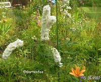 Ein hoher Rittersporn in weiss