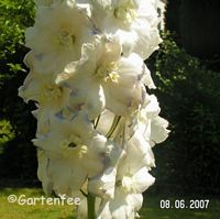 der gleiche  Rittersporn in weiss - etwas frher