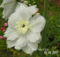 Bluete des weissen Rittersporns 2007