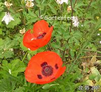 roter Staudenmohn