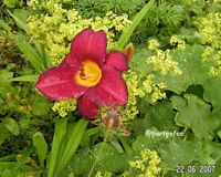 bordeaux-farbene Taglilie im Frauenmantel