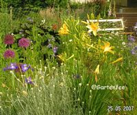 gelbe Taglillie 2007