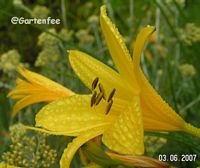 Blte der gelben Taglilie nach einem Regenschauer
