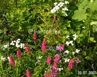 Weiderich mit Schafgarbe