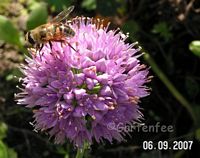 Zierlauch in klein - etwa 7 cm hoch