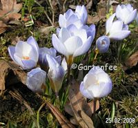 Krokusse der Sorte Blue Pearls