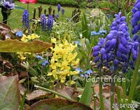 elfenblume - epimedium 2008