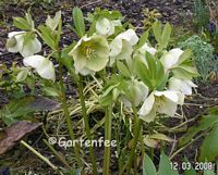 Lenzrose - Helleborus