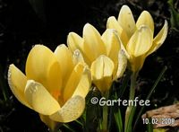 zartgelbe Krokusse