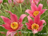 Kuhschelle - pulsatilla vulgaris in einer Art lachsrosa 2008