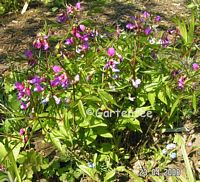Lathyrus vernus - Staudenwicke 2008