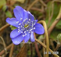 Blte vom Leberblmchen