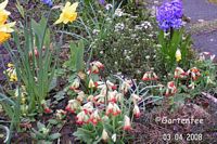 Primeln rot und gelb