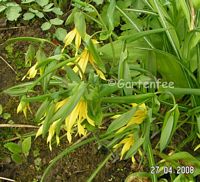 Uvularia 2008