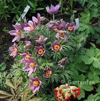 Pulsatilla - Kuhschelle 2009 - helles Lila