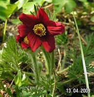 Pulsatilla - Kuhschelle 2009