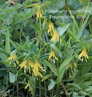Uvularia Trauerglocke  2009