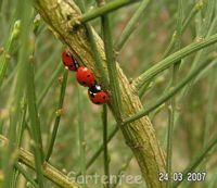 Die Drei von der Tankstelle ?