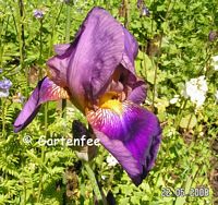 Iris in einem 3. Lilafarbton 2008