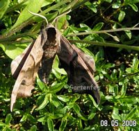 ein Abendpfauenauge im Mai 2008