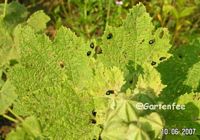 Bse Kfer auf einer Stockrose